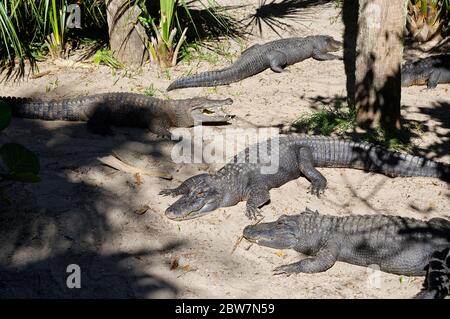 ST. AUGUSTINE, FLORIDA, USA - 23. OKTOBER 2017: Eine Gruppe von Alligatoren versammeln sich am Rande eines Teiches, St. Augustine Alligator Farm, St. Augustine, FL Stockfoto