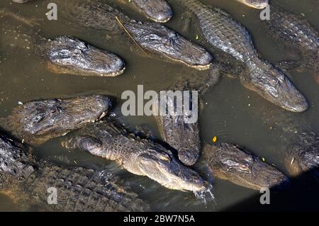 ST. AUGUSTINE, FLORIDA, USA - 23. OKTOBER 2017: Eine Gruppe von Alligatoren versammeln sich am Rande eines Teiches, St. Augustine Alligator Farm, St. Augustine, Flori Stockfoto