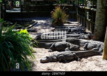 ST. AUGUSTINE, FLORIDA, USA - 23. OKTOBER 2017: Eine Gruppe von Alligatoren versammeln sich am Rande eines Teiches, St. Augustine Alligator Farm, St. Augustine, FL Stockfoto