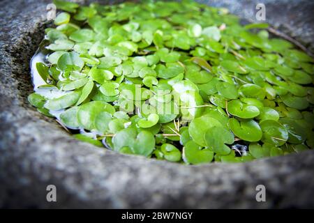 Europa, Italien, Lombardei, Bergamo, der Botanische Garten in Bergamo Alta Stockfoto
