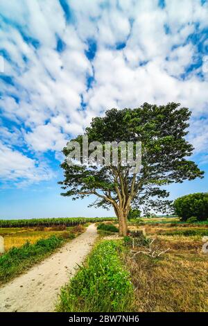 Ein chinesischer Sonnenschirm Baum (firmiana simplex) (eine Szene im Film Mat biec) wachsen einsam in den Feldern in der Nähe von do do Dorf, Quang Dien Bezirk, Hue, Vietn Stockfoto