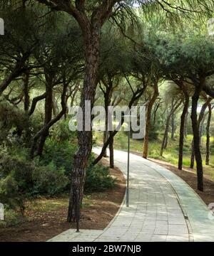 Spaziergang durch den Pinienwald im Nationalpark Marismas del Odiel in Andalusien, Spanien Stockfoto