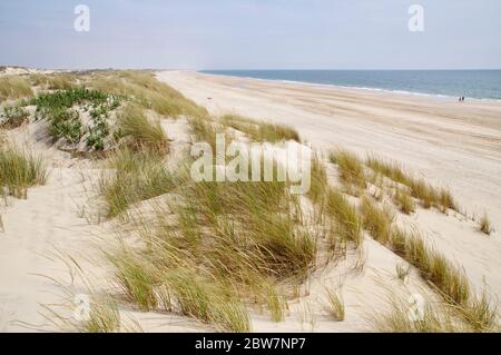 Die sandige Landschaft des Coto de Donana Nationalparks in Andalusien, Spanien Stockfoto