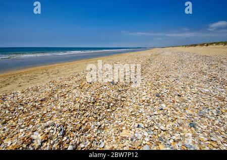 Die Landschaft der Muschelstrand im Coto de Donana Nationalpark in Andalusien, Spanien Stockfoto