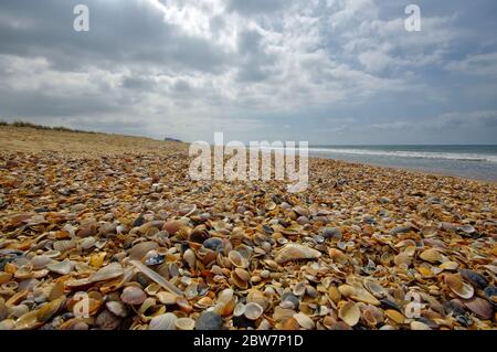 Die Landschaft der Muschelstrand im Coto de Donana Nationalpark in Andalusien, Spanien Stockfoto