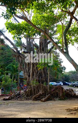 GRAND BAIE / MAURITIUS - AUGUST 13 2018: Alter banyan Baum in der Nähe der Stadt Grand Baie, Mauritius Stockfoto