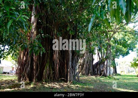 GRAND BAIE / MAURITIUS - AUGUST 13 2018: Alter banyan Baum in der Nähe der Stadt Grand Baie, Mauritius Stockfoto