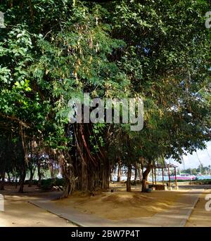 GRAND BAIE / MAURITIUS - AUGUST 13 2018: Alter banyan Baum in der Nähe der Stadt Grand Baie, Mauritius Stockfoto