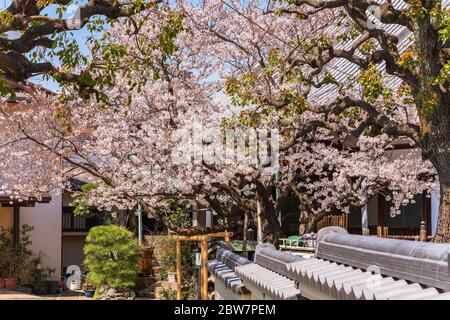 Pink Somei Yoshino Kirschblütenbaum blüht entlang der engen Gassen des Retro-und traditionellen Viertel von Yanaka berühmt für all seine Tempel und ce Stockfoto