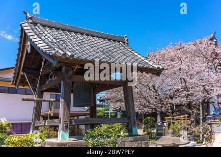 tokio, japan - märz 31 2020: Großer buddhistischer Hänge-Bronzeturm bonshō shōrō mit rosa Sakura-Kirschblütenbaum im Sōrinji-Tempel Stockfoto