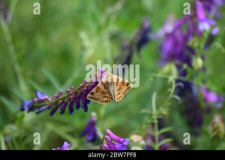 burnett Begleiter Moth auf Vogel vetch Stockfoto