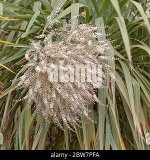 Die Blütenspitze der 'Cornish Palm', der Kohlpalme oder Dracaena (Cordyline australis) produziert Früchte, die im Herbst von Stare-Scharen geliebt werden, Bodmin Stockfoto