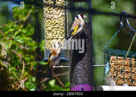 Ein Paar Goldfinken, die auf einem niger-Futterhäuschen in London stehen.Lieblingsvogel UK Vogelbeobachter konischer Schnabelfink schwarz gelb gestreifte Flügel weiße Unterteile Stockfoto