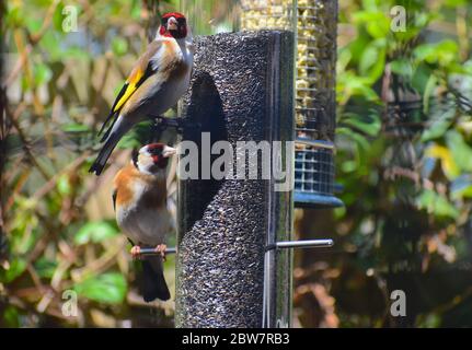 Ausgewachsener Goldfink Carduelis carduelis hat ein schwarz-weißes, rotes Gesicht und einen langen, kegelförmigen, blassen rosa-roten Schnabel.die Flügel sind dunkel mit einem gelben Flügelstab Stockfoto