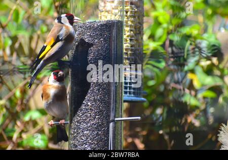 Goldfinken Paar fressen niger Samen Europäischer Goldfink (Carduelis carduelis) ist ein kleiner Singvogel, der in Europa heimisch ist und einen gelben Flügelfleck hat Stockfoto