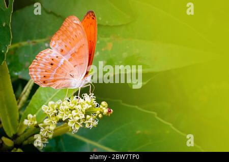 Orange Schmetterling auf Euphorbiaceae Blumenpflanze. Taxila haquinus fasciata Moore, größerer Harlekin. Stockfoto