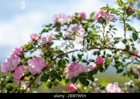 Die Nahaufnahme der Blüten der Rosa canina sind meist groß und auffällig, von weiß bis gelb und rosa bis rot. Die meisten Arten sind in Asien heimisch. Kopieren Sie den Bereich für den tex Stockfoto