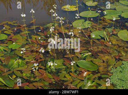 Die weißen Blüten des Wassers violett, die schwimmenden Blätter des breitblättrigen Pondweed, des Gemeinen Entenweses und der Gelben Seerose im Fluss Stockfoto