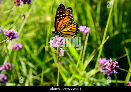Monarch Schmetterling ruht auf einer Blume Stockfoto
