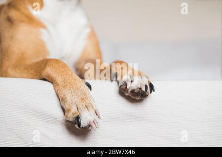 Pfoten eines Hundes auf einem weißen, sauberen Bett, Nahaufnahme. Haustiere zu Hause, Hunde auf der Couch Stockfoto