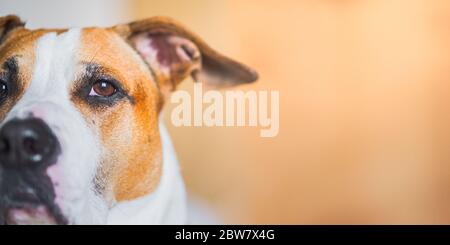 Nahaufnahme Innenporträt eines staffordshire Terrier, Kopie Raum. Kopf eines Pitbulls in neutralem Studio-Hintergrund, natürliches High-Ley-Licht Stockfoto