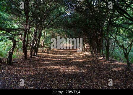 Der Eibenbaum-Spaziergang, der zum Altar führt, Barony Castle Estate, Eddleston, Scottish Borders, Schottland, Großbritannien Stockfoto