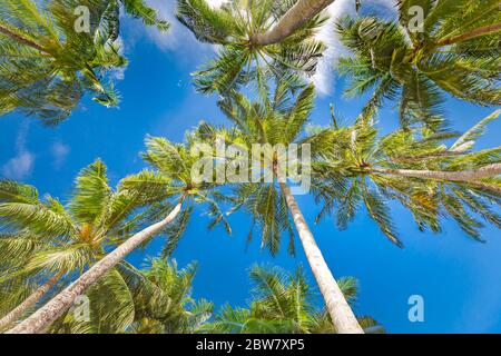 Große grüne Äste auf Kokospalmen gegen den blauen Himmel in den Tropen. Erstaunliche tropische Natur Laub, Grunge. Ruhige natürliche Umgebung Stockfoto