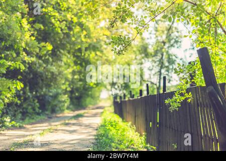 Waldstraße. Wald im Frühherbst. Querformat. Stockfoto