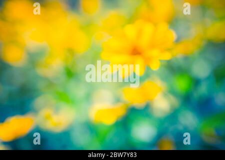 Frühling Hintergrund mit schönen gelben Blüten. Feld der blühenden gelben Blumen auf einem Hintergrund Sonnenuntergang mit verschwommener Natur Blick Stockfoto