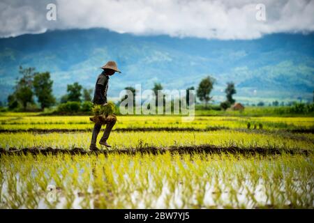 Männliche Bauern bauen Reis an. Sie wurden mit Wasser und Schlamm getränkt, um für die Pflanzung vorbereitet zu werden. Myanmar, Südostasien. Stockfoto