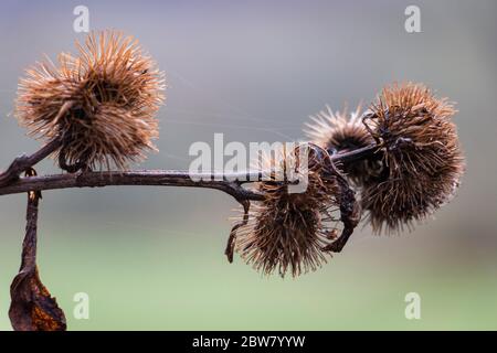 Herbstflechten und Kastanien in ihren spikartigen Graten auf einem Zweig. Woodland, Wales UK Stockfoto