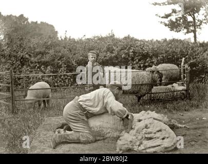 Ein viktorianischer Landarbeiter auf Händen und Knien scheren ein Schaf mit Handscheren, während ein kleiner Junge schaut auf, auf einem Gloucestershire Farm, England, UK c. 1900. Andere Schafe sind in einer Feder. Stockfoto