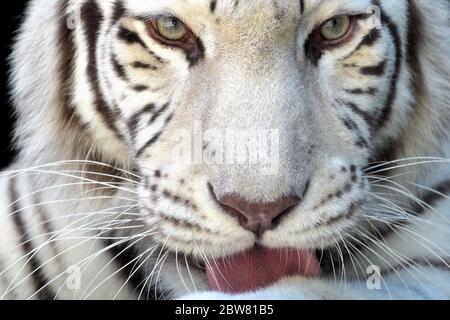 Liberec, Tschechische Republik. Mai 2020. Eine weiße indische Tigerin namens Surya Bara im Zoo Liberec in Tschechien, die im Gegensatz zu anderen Tigern rosa Nasen und wunderschöne blaue Augen hat. Weiße Tiger, diese rezessive Farbvariante kommt nur in der bengalischen Unterart vor und hat regelmäßige Streifen und blaue Augen. Es ist kein Albinismus. Kredit: Slavek Ruta/ZUMA Wire/Alamy Live News Stockfoto