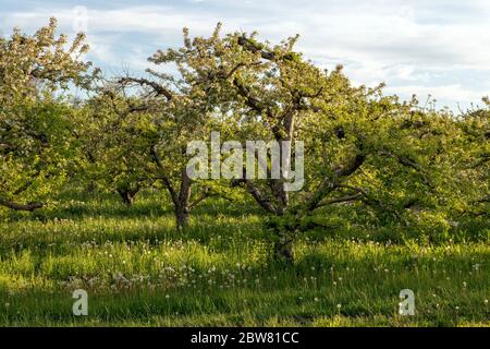 Apfelbäume in Blüte, Apfelgarten, Frühling, SW Michigan, USA, von James D Coppinger/Dembinsky Photo Assoc Stockfoto