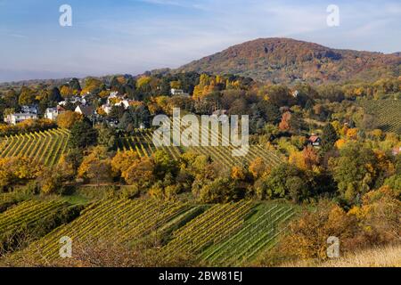 WIEN, ÖSTERREICH - 26. OKTOBER 2015: Weingüter, Häuser und Hügel in Wien während der Herbstmonate Stockfoto