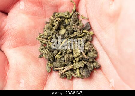Grüner Tee Gunpowder in einer Hand Nahaufnahme. Die Blätter des traditionellen chinesischen Tees in der Handfläche eines Mannes. Natürliche natürliche Antioxidans für eine wohlriechende gesund Stockfoto