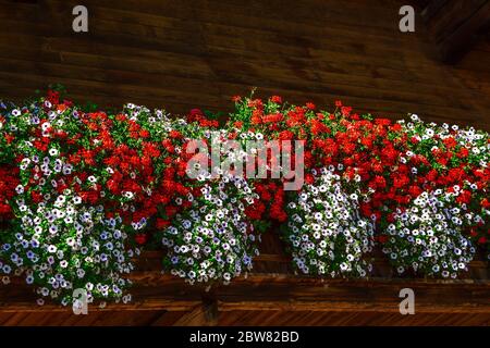 Traditionelle Wodenhausfassade mit bunten Blumen in Tirol, Österreich Stockfoto