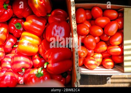 Kartons mit Tomaten und Paprika für Saucen und Eintöpfe Stockfoto