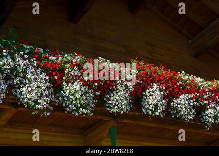 Traditionelle Wodenhausfassade mit bunten Blumen in Tirol, Österreich Stockfoto