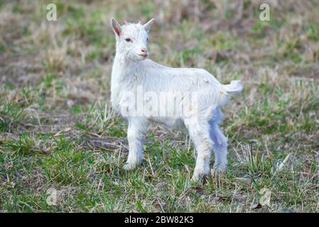 Kleine weiße Ziegenbaby Nahaufnahme an einem sonnigen Apriltag Stockfoto