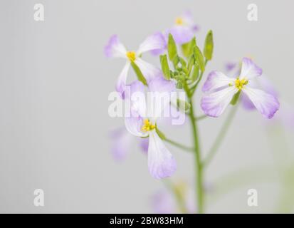 Nahaufnahme bunte Radieschen Blume mit grünen Blättern im Frühjahr Stockfoto