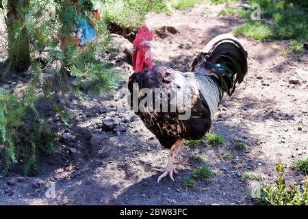 Der Hahn steht auf einem Bein. Vogel aus nächster Nähe auf dem Geflügelhof Stockfoto