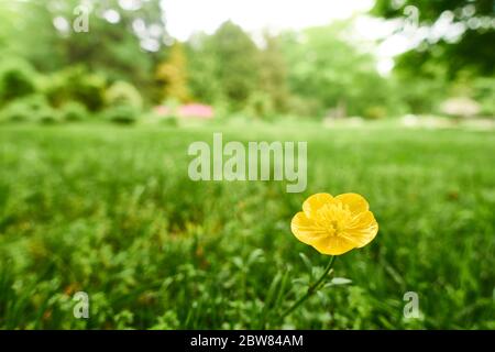 Weidefalterschale - ziemlich wenig giftiges Unkraut Stockfoto