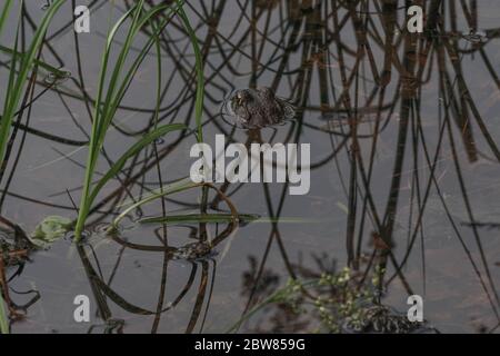 Pokomoke, Maryland: Ein amerikanischer Bullfrosch (Lithobates catesbeianus) taucht aus dem Wasser eines Teiches im Pokomoke River State Park auf. Stockfoto