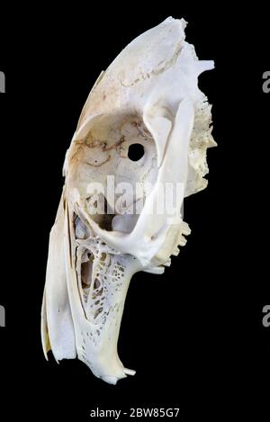 Schneiden Nagetier Schädel isoliert auf schwarzem Hintergrund Stockfoto