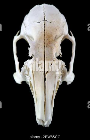 Schneiden Nagetier Schädel isoliert auf schwarzem Hintergrund Stockfoto