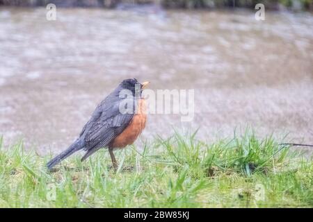 Spatz in einer Pfütze. Ein kleiner, lustiger Vogel trinkt nach einem Regen Wasser aus einer Pfütze. Wildes Leben von städtischen Tieren, Vögel. Nahaufnahme. Stockfoto