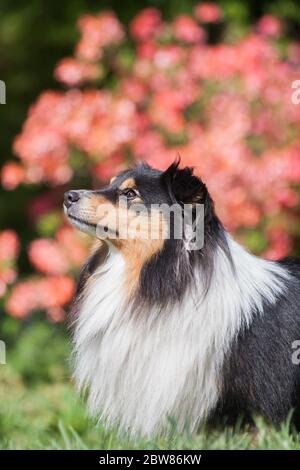 Tricolor liebenswert shetland Schaffleier - Regal Porträt auf rosa floralen Hintergrund Stockfoto