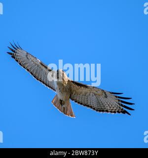 Rotschwanz-Falke im Flug auf der Suche nach Beute mit einem Hintergrund mit klarem blauen Himmel Stockfoto