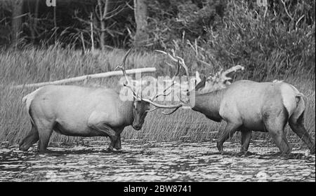 Zwei Elche in Rut Locking Antlers am Bierstadt Lake im Rocky Mountain National Park, Schwarz und Weiß Stockfoto